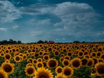  Sun flowers 