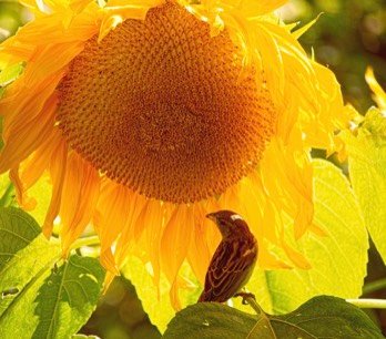  Sparrow on Sun flower 