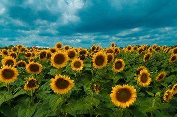  Sun flower 