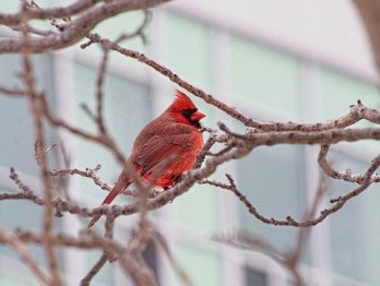  Cardinal 