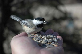  feeding the birds 